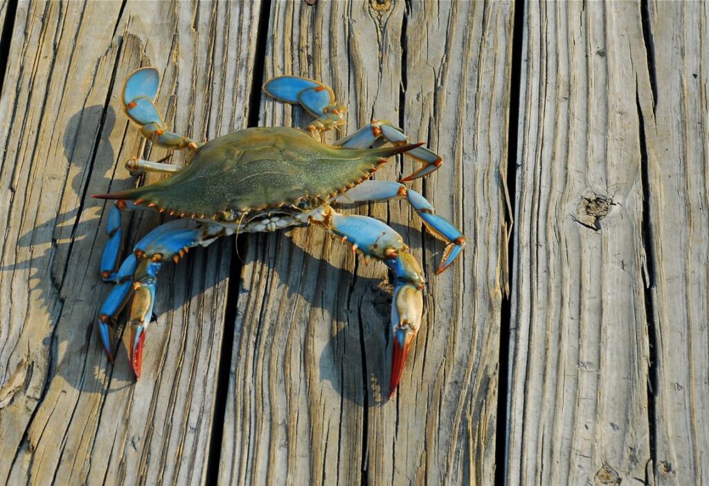 blue crab in Maryland, open adoption