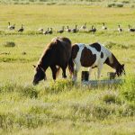 Adoption in Wyoming