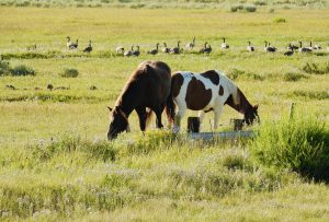 Adoption in Wyoming: What You Need to Know
