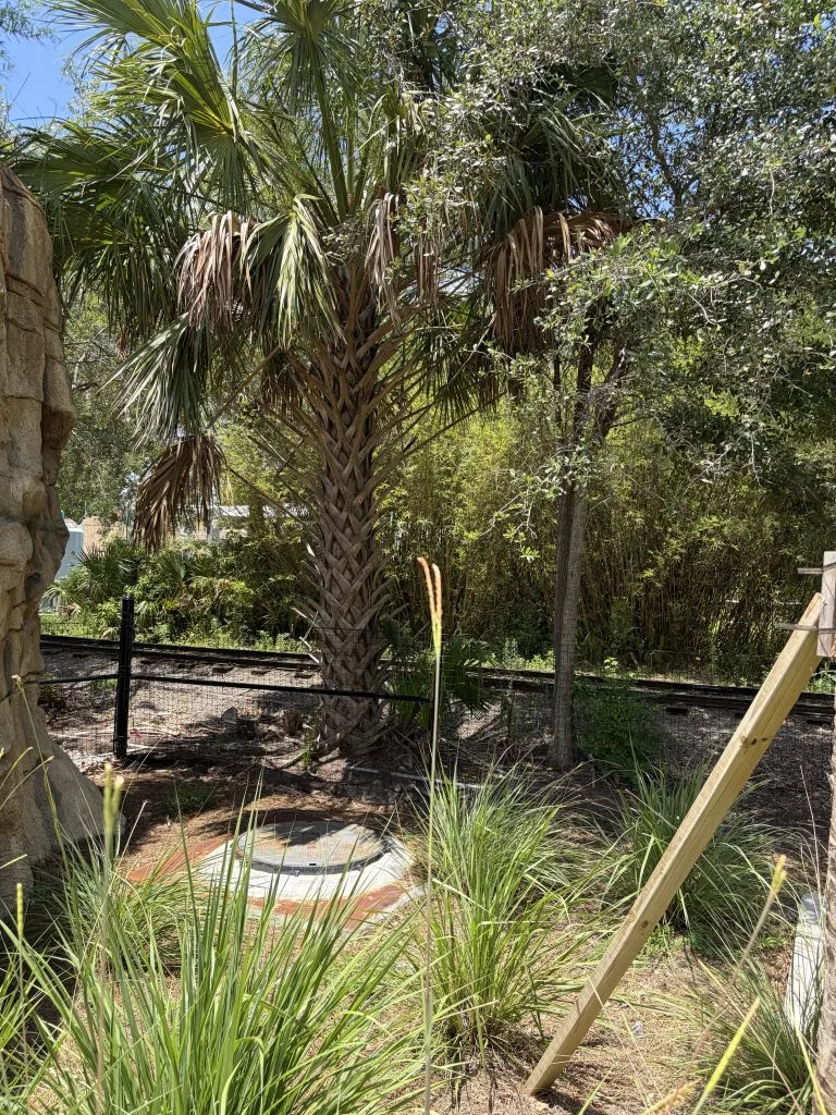 palm beach adoptions