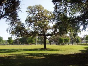 Adoption Agency in Tallahassee and the Panhandle