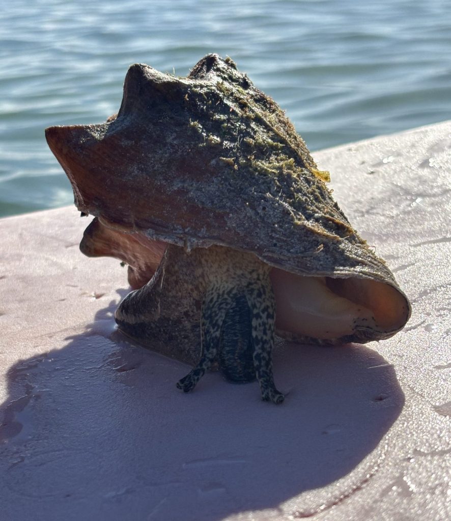 adoption in Florida