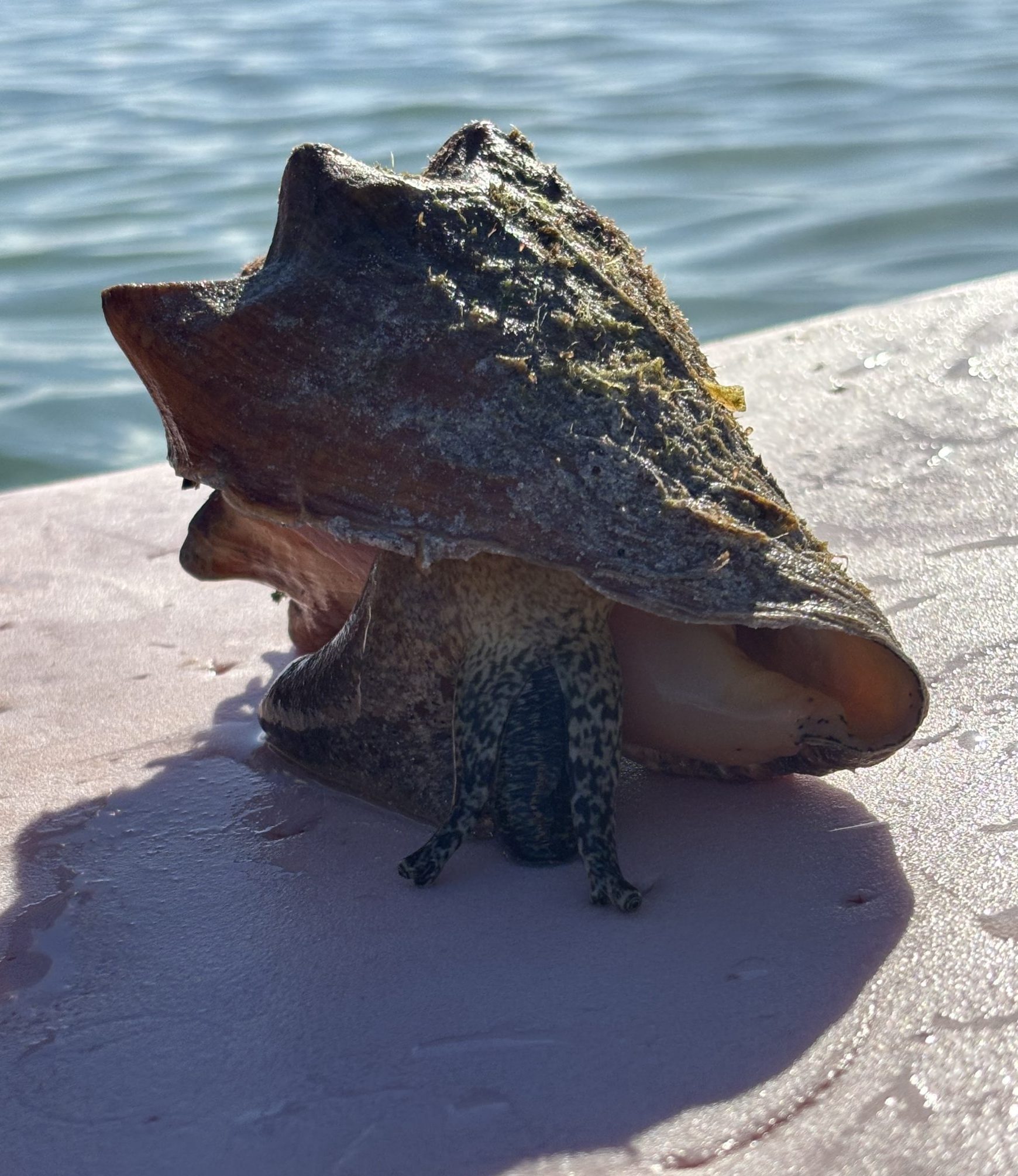 adoption in Florida