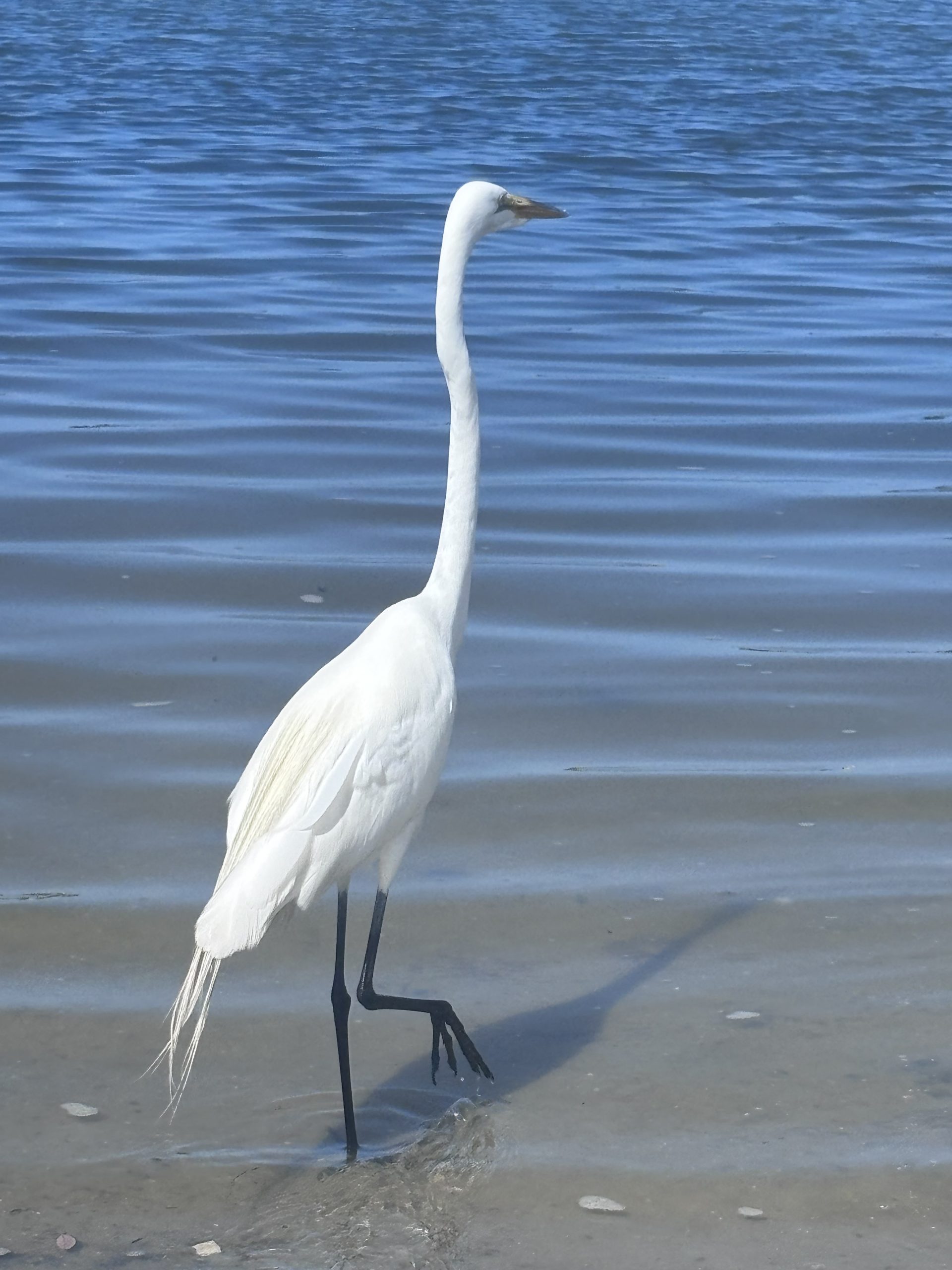 florida adoptions