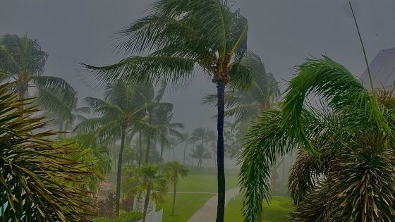 Adoption in Florida