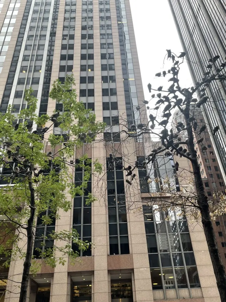 New York Adoption